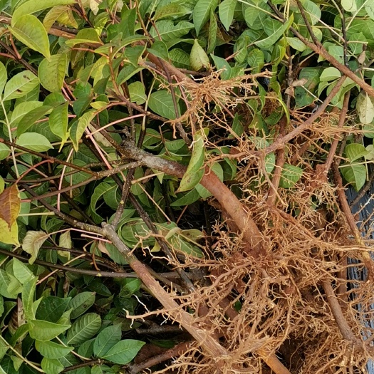 樟树市吴茱萸苗 正宗江西樟树中花茣茱萸苗今年种，明年挂果