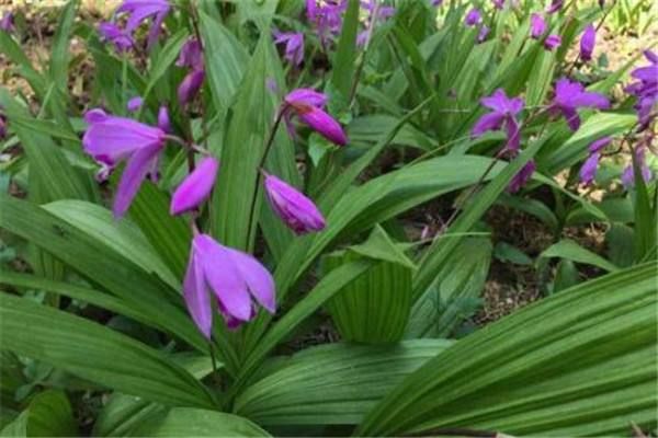  白芨苗子 白芨塊莖