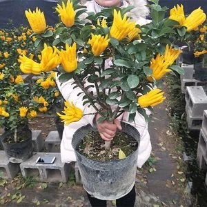 平邑县佛手苗 驱蚊佛手苗 盆栽佛手 南北方均可栽种