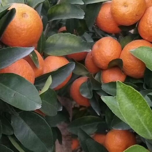象州县沙糖桔 大量正宗广西砂糖橘现货！！！