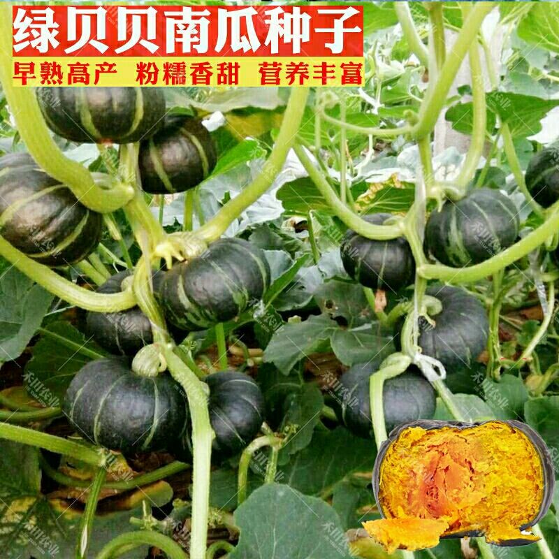 邵东市 绿贝贝迷你小南瓜种子日本板栗蔬菜甜寿光农家四季播苗种籽孑