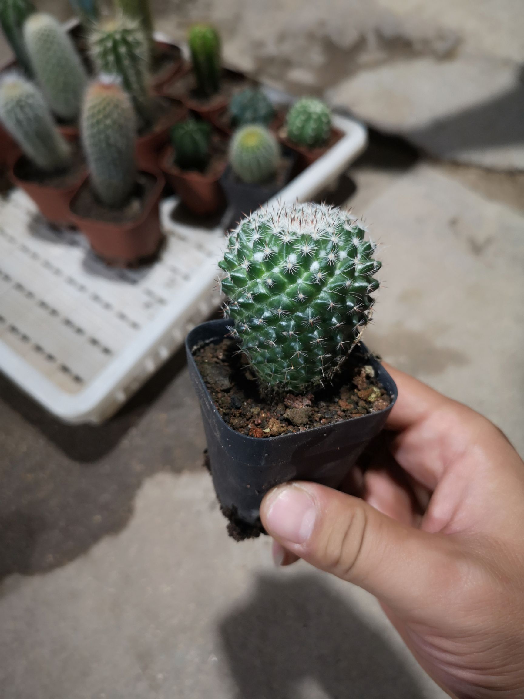 仙人球  基地直销 整箱销售 每箱88盆 不含运费