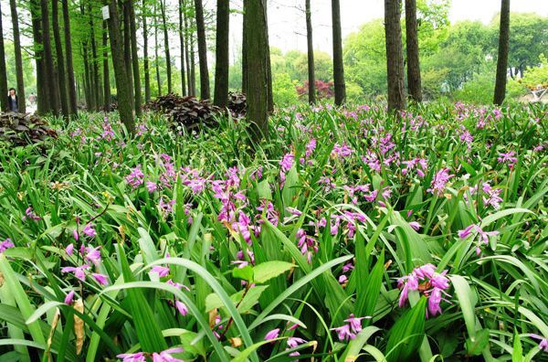 丹凤县 白芨苗子 块茎
