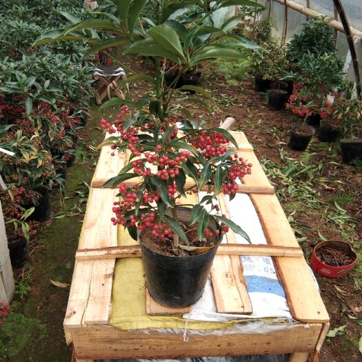 漳平市福建漳平富贵籽盆栽 绿植黄金万两 年宵花室内外基地长期供应