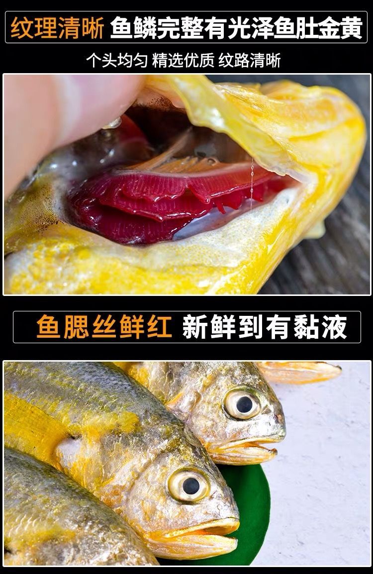 黃花魚冷凍黃花魚小黃魚大黃魚新鮮海鮮包郵