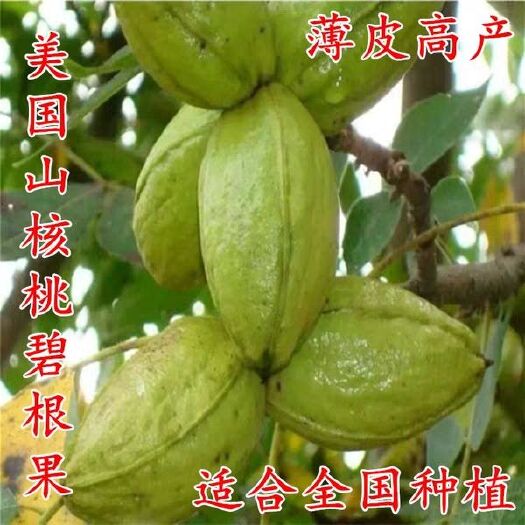 平邑县美国山核桃嫁接苗 美国碧根果嫁接苗 基地直销现挖现发量大从优质品种包成活包品种
