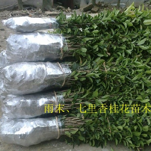 咸宁桂花树苗 低价甩卖10-180公分金桂树苗