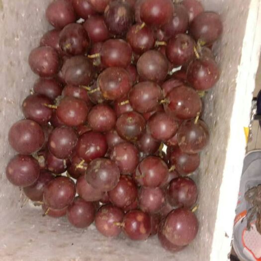 芒市紫香一号百香果 大、香、甜