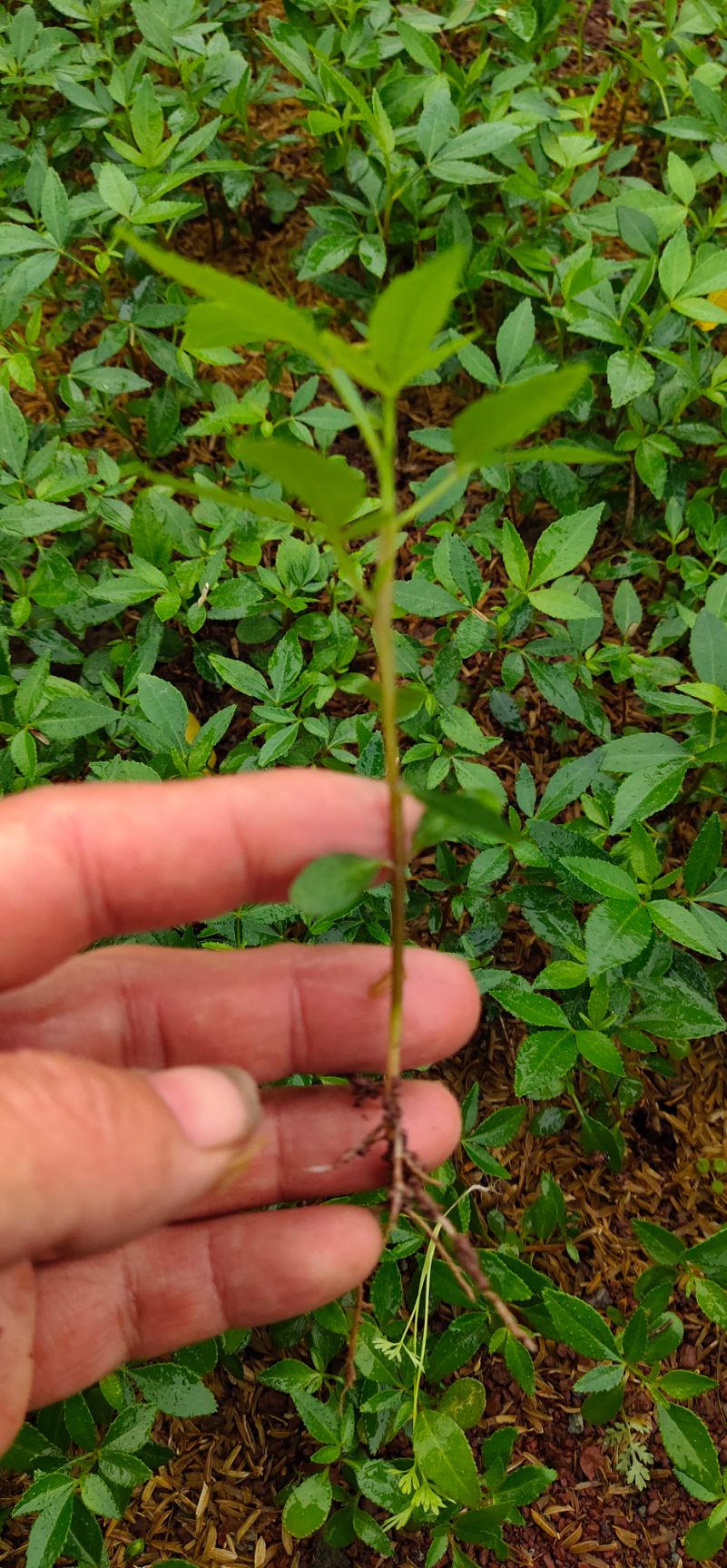 天知椒苗，九叶青花椒苗