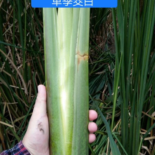 岳西县 百度一下你就知道 岳西茭白 两根纯度好 产量高