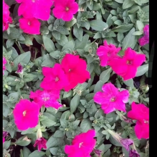 北安市矮牵牛 花卉  树木