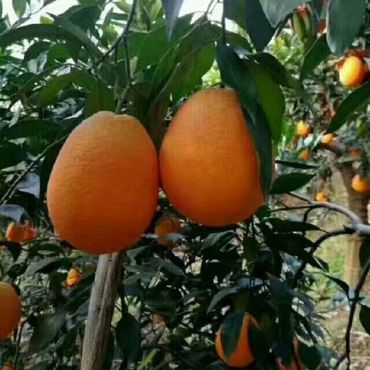 枝江市脐橙树苗 长青苗木