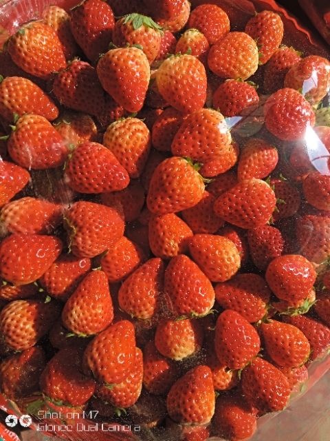 红颜草莓  正宗红颜奶油草莓小果