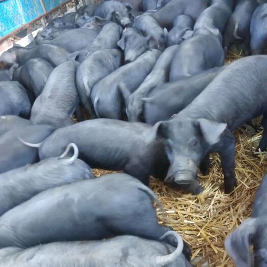 莒南县黑猪苗，沂蒙黑猪，适合散养圈养，适合散养杀年猪