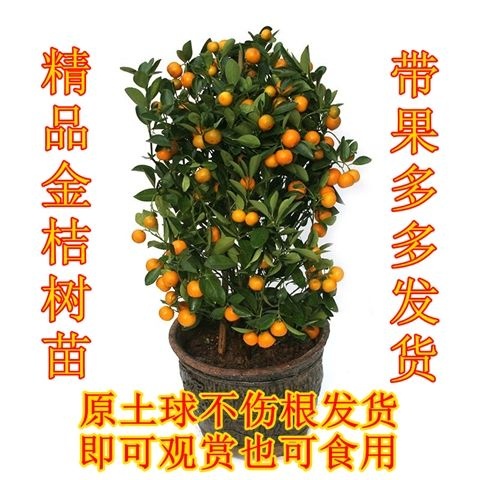 平邑县脆皮金桔苗 金桔树盆栽 室内客厅阳台观赏绿植花卉