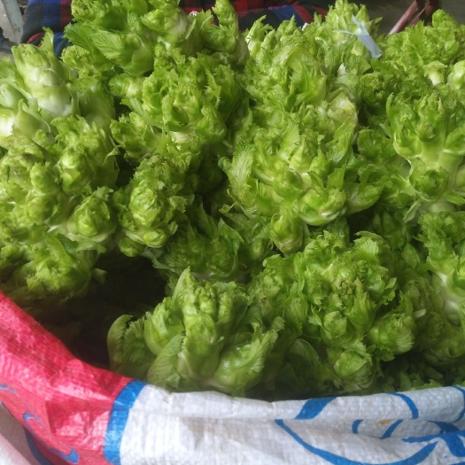 夹江县 精品儿菜