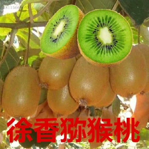 平邑县徐香猕猴桃苗 徐香猕猴桃树苗当年挂果包品种产量高口感好基地直销