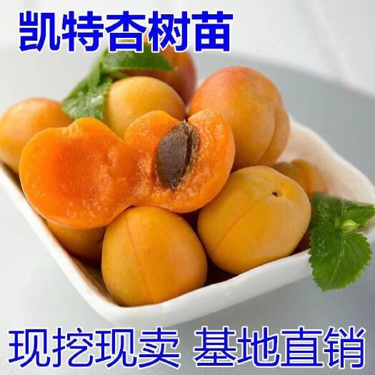 平邑县 凯特杏树苗   现挖现卖    基地直销