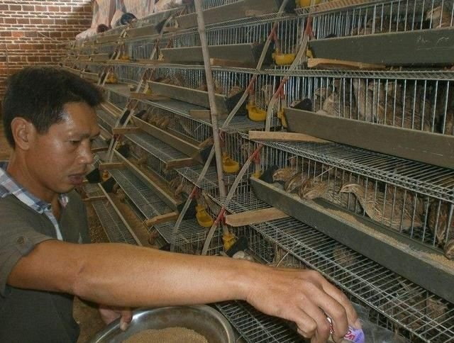 南宁 天天下蛋鹌鹑鸟活体鹌鹑繁殖用种鹌鹑青年鹌鹑活