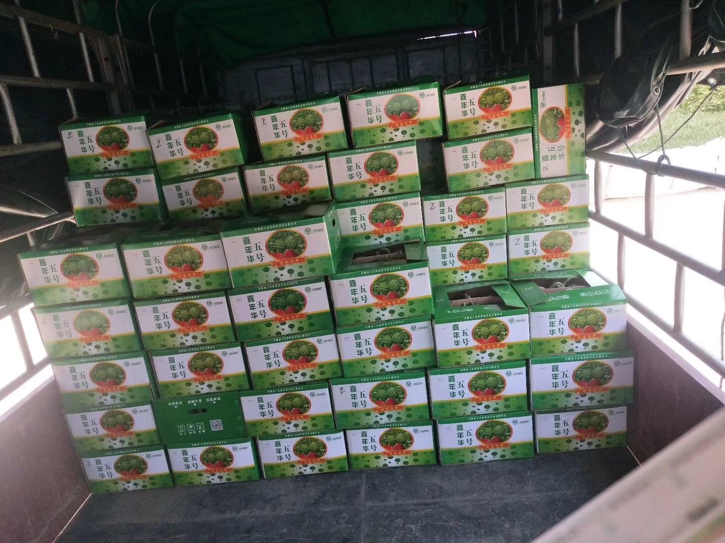  嘉年华五号精品西瓜