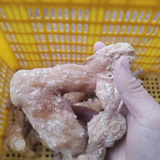 营山县姜形黄精  川黄精种苗块茎，黄精干品，干货个子，姜型甜黄精，无硫无杂