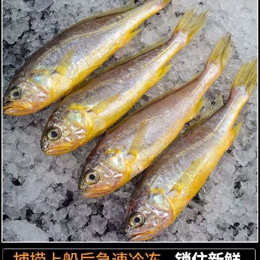 日照黄花鱼冷冻黄花鱼小黄鱼大黄鱼新鲜海鲜包邮