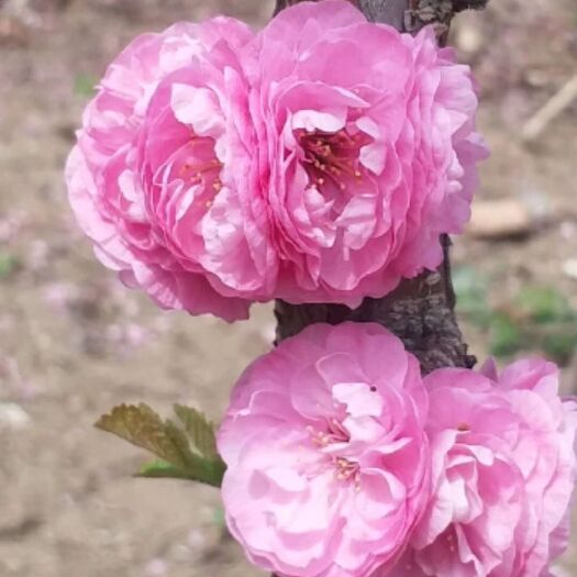  现苗 榆叶梅 重瓣榆叶梅 花期早 乔灌木均有 东北耐寒性强