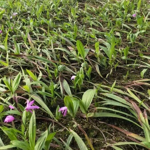 丹凤县 白芨苗子、块茎，有大小各种规格。
