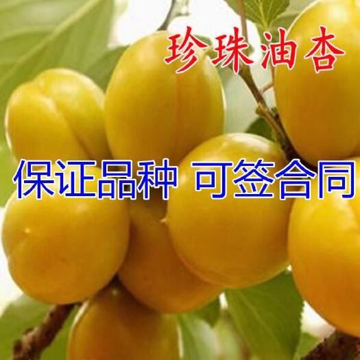 平邑县 珍珠油杏树苗