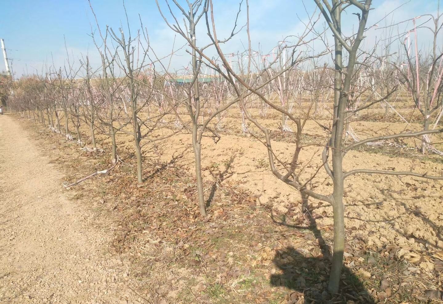皇冠梨苗  大量供应精品砀山梨 皇冠梨树30000棵