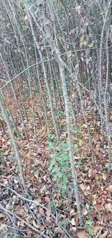 枣阳市 木瓜苗