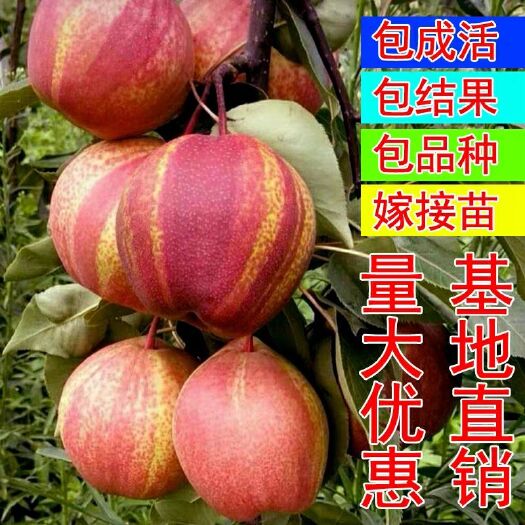 平邑县早酥红梨苗 果树苗早酥红梨嫁接南北方庭院种植当年结果特大高档红香酥梨树