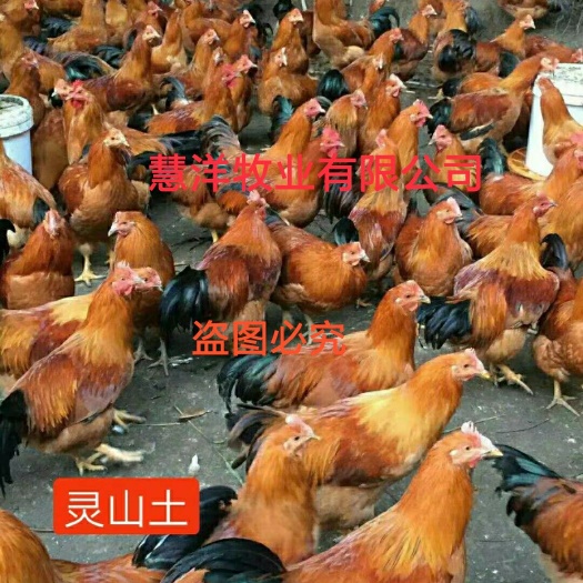 南宁灵山土鸡苗1.5号，包打疫苗，质量保证，孵化场直销店供应