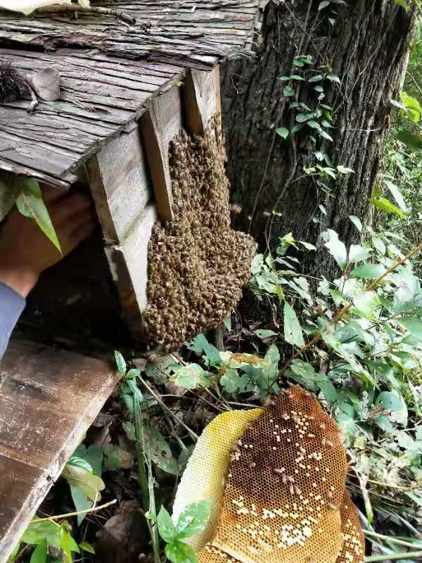  纯野生蜂蜜假一赔万