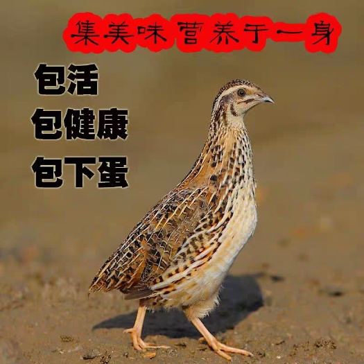 南宁土鸡苗 天天下蛋鹌鹑鸟活体鹌鹑繁殖用种鹌鹑青年鹌鹑活体