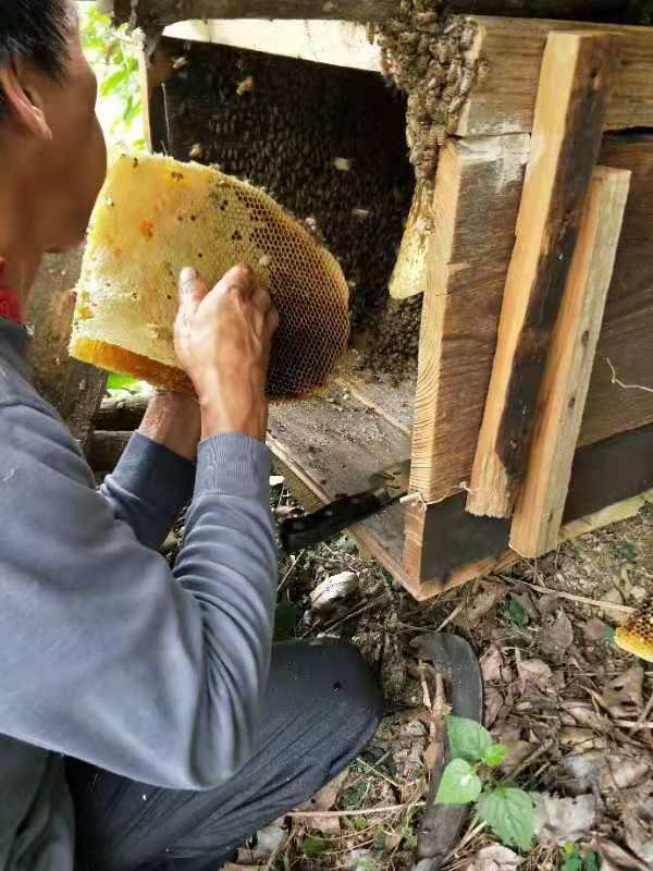  纯野生蜂蜜假一赔万