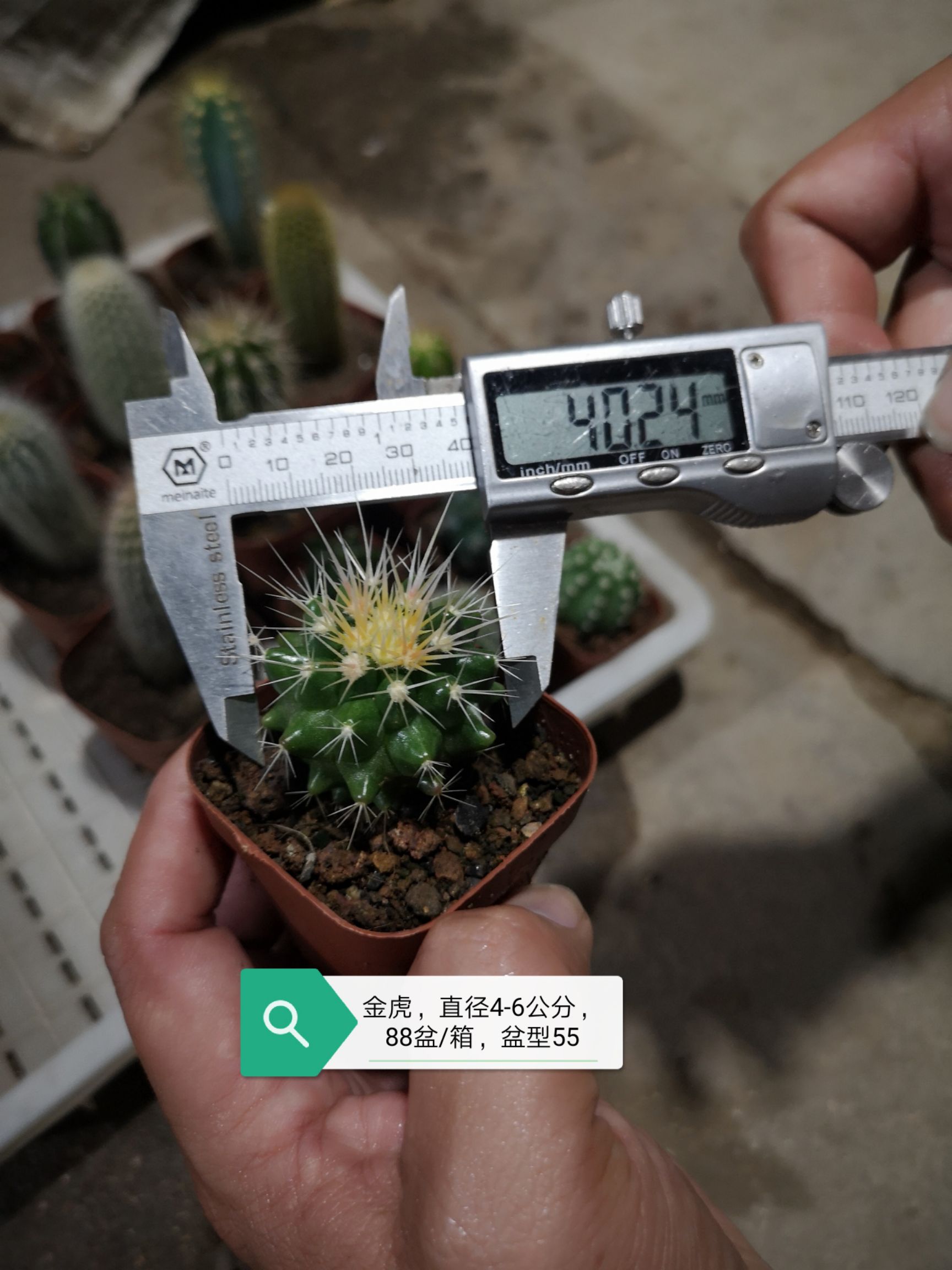 仙人球  基地直销 整箱销售 每箱88盆 不含运费