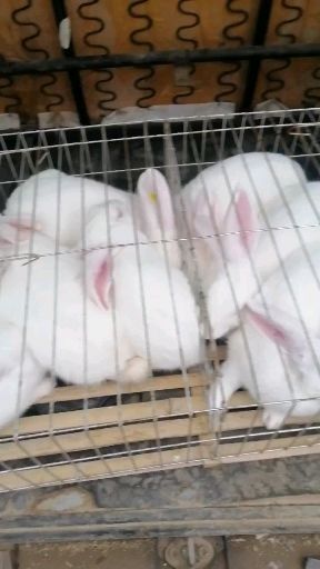 嘉祥县 供应各种优质肉兔新品种和新鲜白条兔，冷冻兔肉