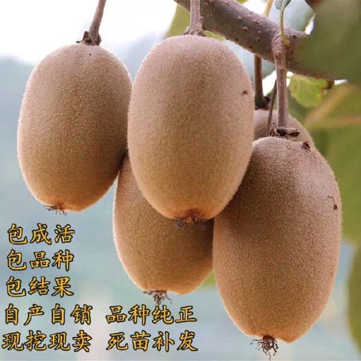 平邑县金艳猕猴桃苗 金艳猕猴桃嫁接苗 包品种 包成活 现挖现发基地直销