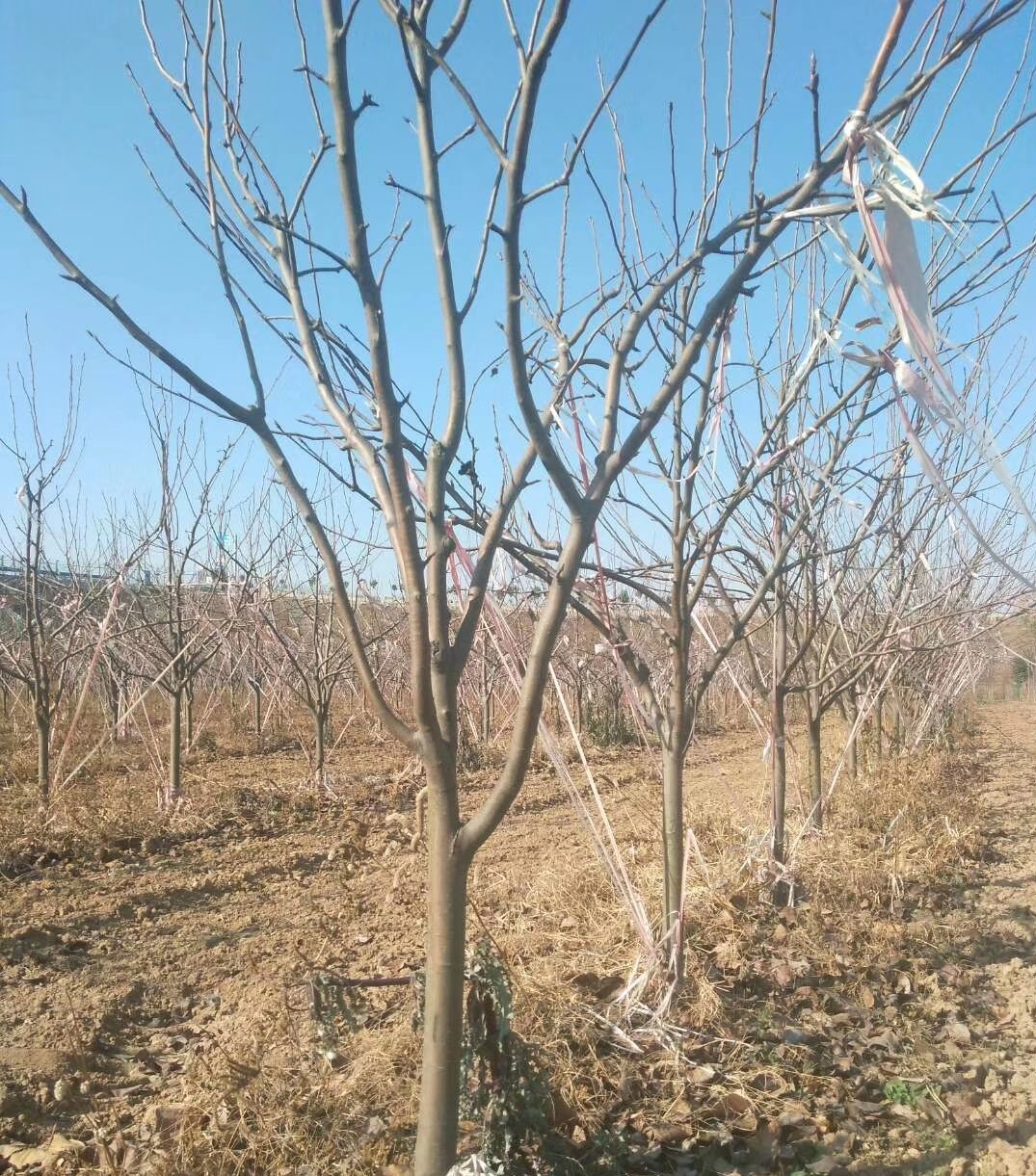 皇冠梨苗  大量供应精品砀山梨 皇冠梨树30000棵