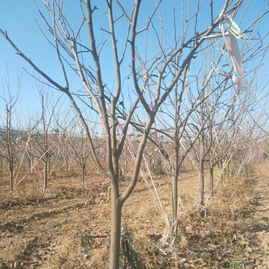 砀山县皇冠梨苗  大量供应精品砀山梨 皇冠梨树30000棵