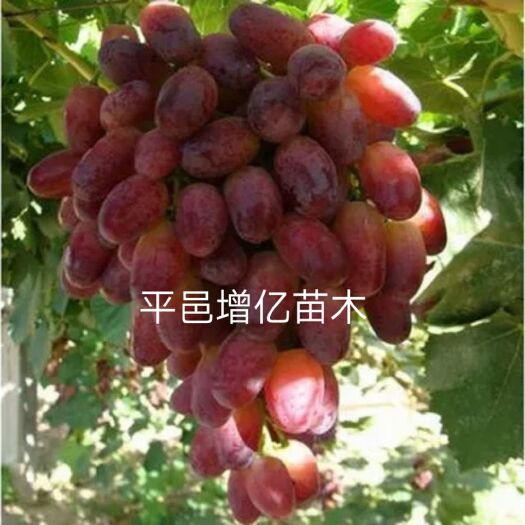 平邑县蓝宝石葡萄苗 葡萄树苗，宝石蓝，巨峰马奶