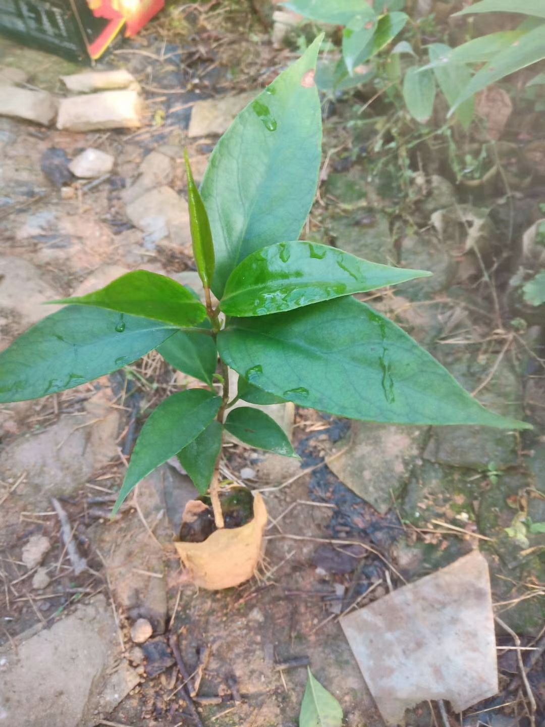 粉红黑老虎苗  布福娜，黑老虎苗包邮费，24小时发货营养杯发