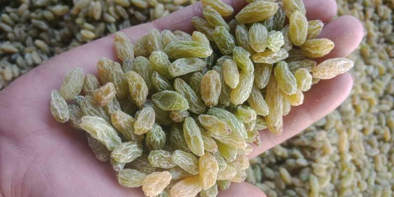 吐鲁番绿宝石葡萄干 一级  批发40斤批
