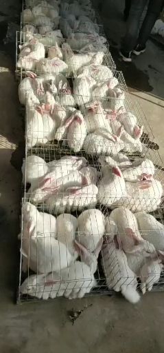肉兔 比利时伊拉新西兰种兔