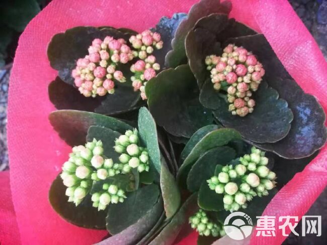 长寿花盆栽  精品优质长寿花基地直供