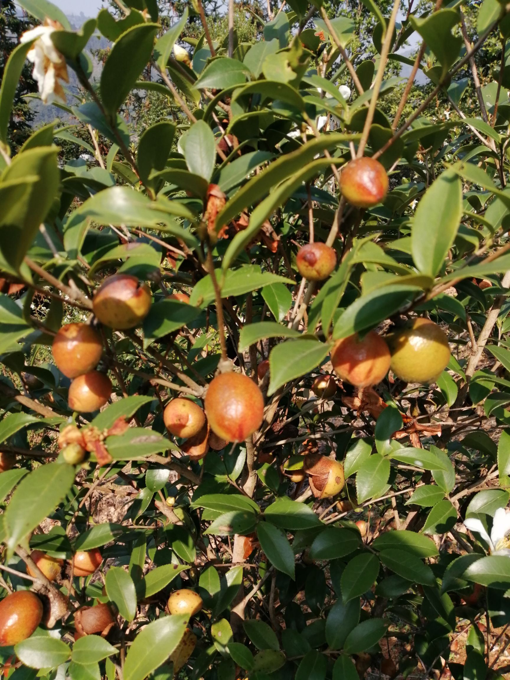  正宗小果农家山茶油自榨土茶油