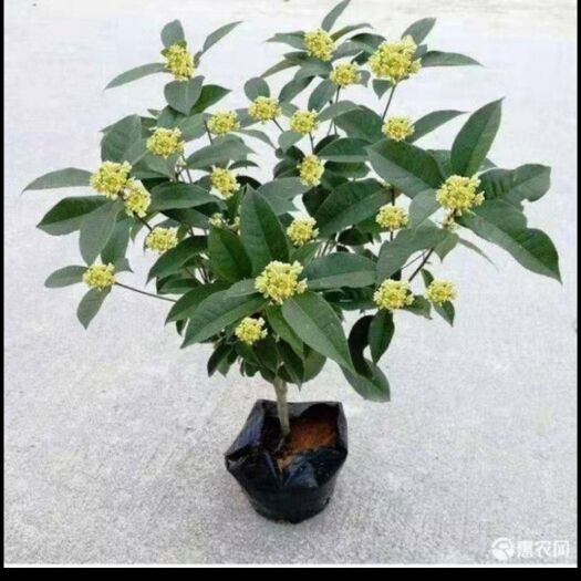 平乐县金银花苗  广西桂林专卖铺，桂花，红薯片，柿饼，沃柑，沙糖桔，澳芒果，之