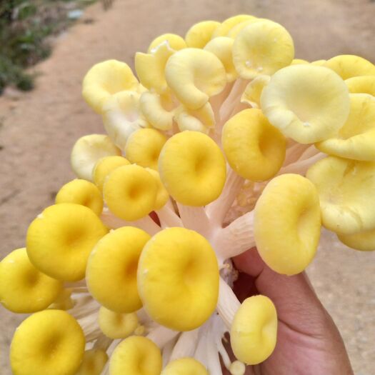 闽清县 鸡油菌仿野生种植