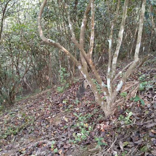 西林县油茶籽 30树龄天然生态油茶果，天然无公害